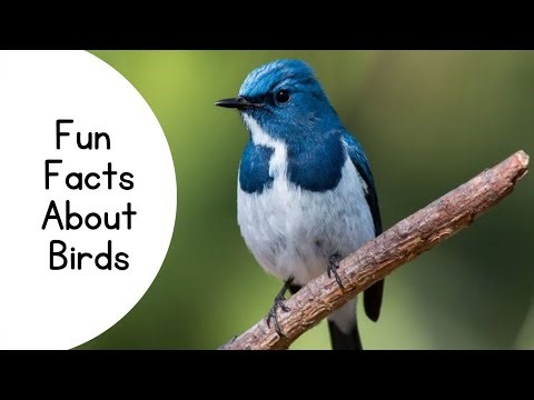 Fun fact about birds! Learn 5 fun facts about birds!Kids of standard 3-6 #learning ‪@WowMom-z4o‬