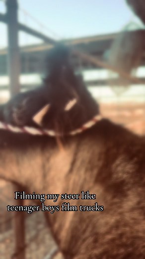 Ozzy does it better 🤷‍♀️🤷‍♀️ #foryoupage #fyp #trucktok #7jeans #rodeo #country #turquoise #western #showcattle #livestock #CapCut