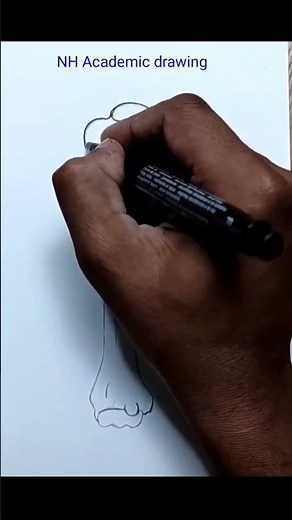 Humerus bone drawing