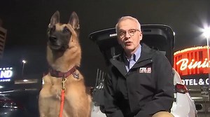 Watch Red Rock Search and Rescue K9 train at Fremont Street Experience