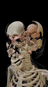 400 reactions · 152 shares | Study neuroanatomy with our innovative visual guide, which artfully dissects the complexities of the human skull and brain. #brainanatomy #SkullStructure #Neuroscience #VOKA #3danatomy | VOKA 3D Anatomy & Pathology | Facebook