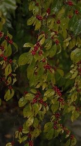 Berries, Tree, Leaves. Free Stock Video