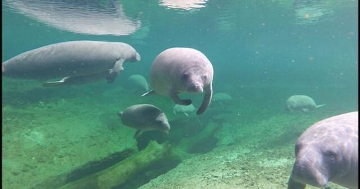 Scientists using creative solutions to protect, rescue manatees after record number of deaths