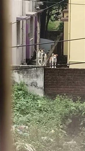 Secret Agents