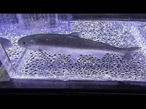 クニマス Kunimasu Black kokanee Onchorhynchus nerka kawamurae