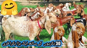 55K views · 7K reactions | #Mache_cheni_goats_pregnant_Goat_Free_a_big_goat_Sajawal_Goat_farm_ | Sajawal Goat Farm | Facebook