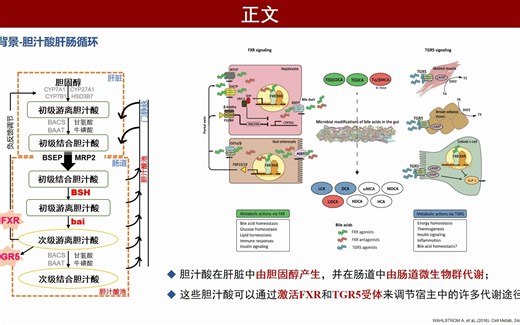 iMeta | 编码胆盐水解酶的乳酸杆菌的分类鉴定: 调节肝肠胆汁酸谱_哔哩哔哩_bilibili