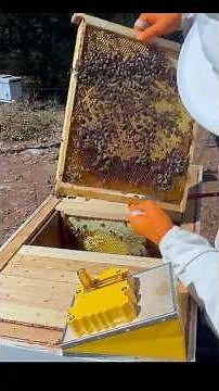 Russian Bees, Swarm Control in Horizontal Layens Hive #beekeeping #bees #swarm #apiary