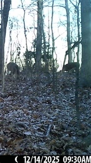 Noice Buck #damn #deer #deerhunting #wildlife #hunting #bucks #bigboy #bigbucks #deerseason