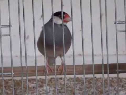 Java Finch (2)