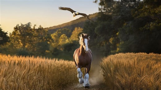 Budweiser goes 'Free Bird' in reveal of full Super Bowl 60 commercial