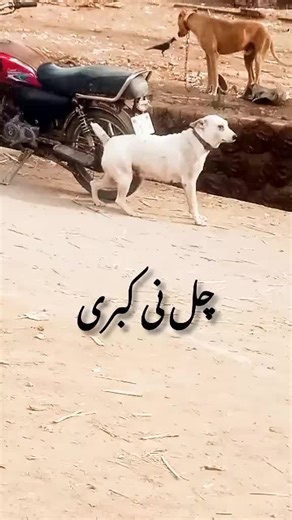 funny# video##viral#for you#🤣😭