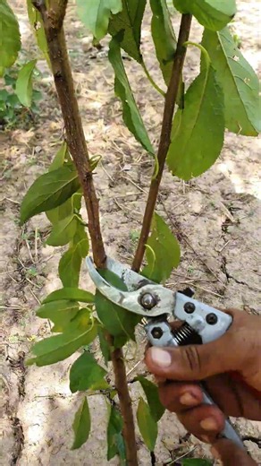 3r​pruning plum tree: the simple guide to bigger, sweeter harvestes #plumtree #pruning