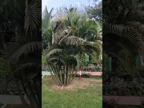 LIVE Garden Tour India 🌺 | Beautiful Flowers, Green Trees & Peaceful Park Walk #live #park #flowers