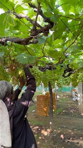 Fresh Grapes Harvesting 🍇 | सीधे खेत से टोकरी तक (Farm to Basket)