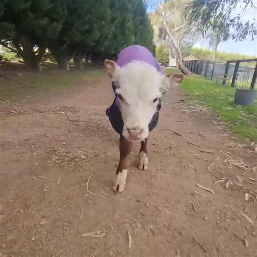 In case you missed it 💚✨🐮 In case you missed it, here’s that heartwarming video of Ace powering along under his own steam—9 seconds of pure magic. Matt Haig writes in The Life Impossible: “What looks like magic is simply a part of life we don’t understand yet…” And perhaps Ace’s transformation is that very kind of magic. From no sensation in his limbs at all, to sending tingles up our spines as he walked on his own. Doing so in less than a week in our care. Cue—all of the feels. Or perhaps, it
