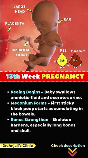 13th Week of Pregnancy | Baby Development, Symptoms & What to Expect in Second Trimester #pregnancy