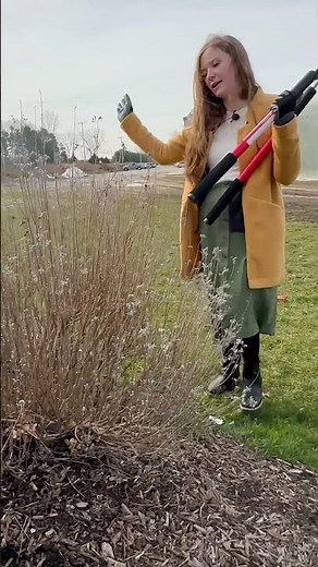 How to Prune Caryopteris (Bluebeard) in Spring - Large Plant #shorts