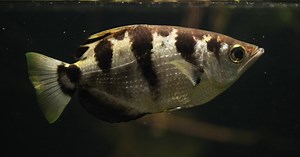 Fish – yes fish – can distinguish one human face from another