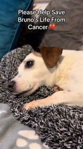 Can we be friends. #adoptstrays #adopteddog #goshelter #puppy #memes #rescueefforts