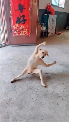 dog is Kung Fu karate🐕‍🦺 / #dog #kungfu #funny #vairal #explore #trending #shortvideo