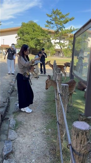 奈良のおじぎ鹿にエサあげ♡ この瞬間ほんとうに大好き！
