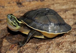 Asian box turtle - Alchetron, The Free Social Encyclopedia