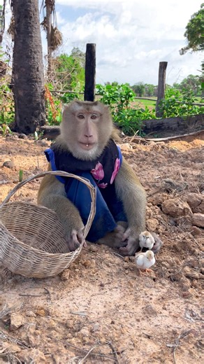 Great video Super SokYaa Very Adorable & Harmony Animals Around The World #shorts