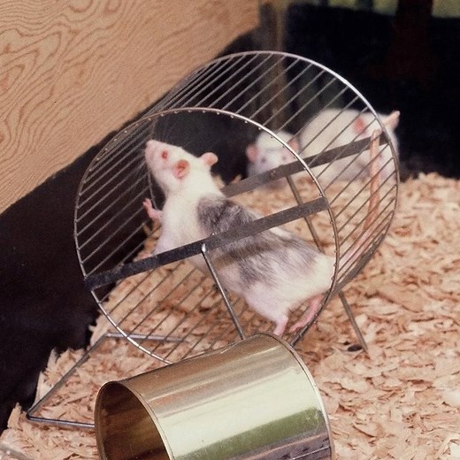 This forgotten experiment shows us why drug addiction isn't really about drugs themselves. Watch RAT PARK, a Crave Original documentary: https://bit.ly/2Cd3DMC | VICE Canada