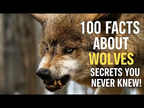 100 Facts About Wolves – Secrets You Never Knew