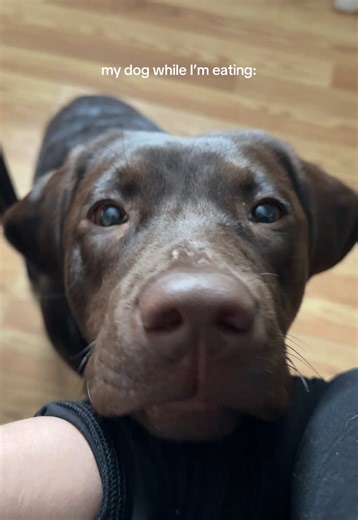 Adorable Puppy Moments: Chocolate Lab Whines for Food