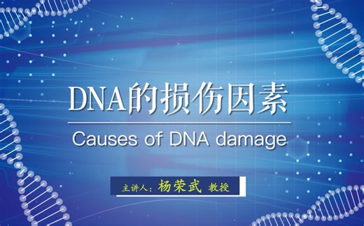 DNA的损伤因素