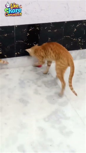 Cat Playing With Red Ball 🤣😝😺 🐈 #Cats #The Cat's Meowwww