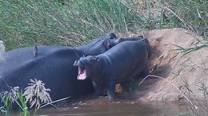 24K views · 1.1K reactions | Just a cute baby hippo yawning to brighten up your Wednesday! Captured on the Shalati Sunrise Camera! Check it out on https://africam.com/wildlife/live-african-wildlife-safari-streams | Africam | Facebook