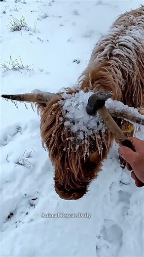 Frozen Solid! Rescuing a Poor Dog Trapped in Ice 🐶❄️