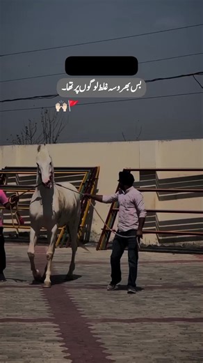 Inspiring Horse Poetry Lines
