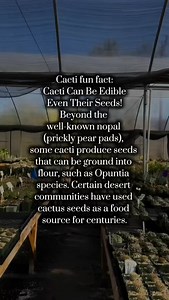 Cactus fun fact! #succulent #cactus #succulents #droughttolerant #desertplants #droughttolerantlandscape #planetdesert #greenhouse #homegarden #mexico #garden #plantlife #greenthumb #cacti #desert #droughttolerantplants | Planet Desert