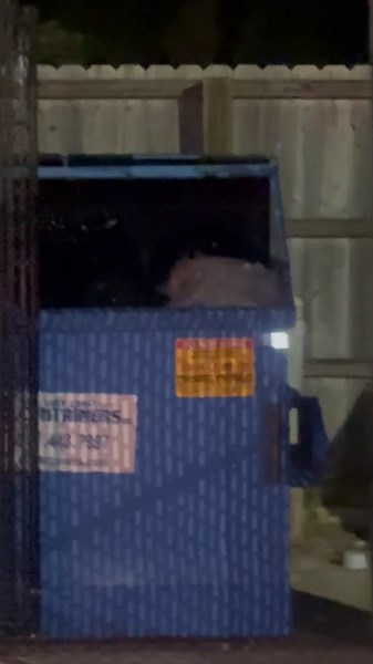 Black bear spotted near Publix on Old Shell Road