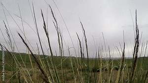 Mongolian desert insects close up among the blades of grass and stones
