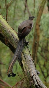 225K views · 1.3K reactions | Sounds of a Victorian forest  In the...