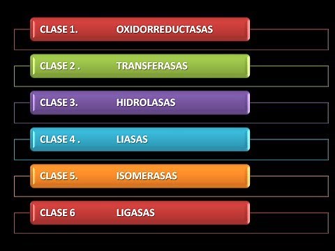 Enzimas: Clasificación