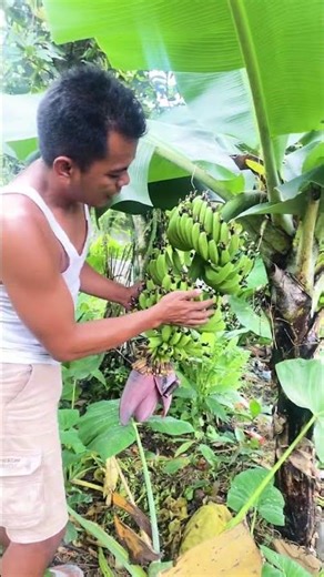 Early-growing banana tree #viralvideo