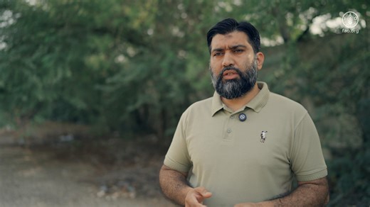 The excessive use of antibiotics in both humans and livestock is increasingly compromising their immunity and overall well-being. In response to this growing concern, FAO Pakistan, under its “Action to support implementation of Codex AMR (ACT)” initiative, is actively disseminating knowledge about Antimicrobial Resistance (AMR) through Farmer Field Schools in Sindh. This awareness campaign is equipping livestock owners with the understanding and tools needed to adopt responsible antimicrobial pr