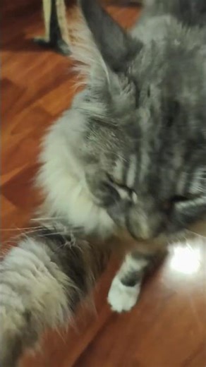 🐾 High five from a cat