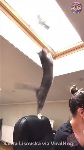 🐦 Ninja Cat’s Epic Ambush FAIL — The Window Wins Again 😂