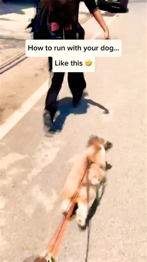 How to Run With Your Dog… Like This