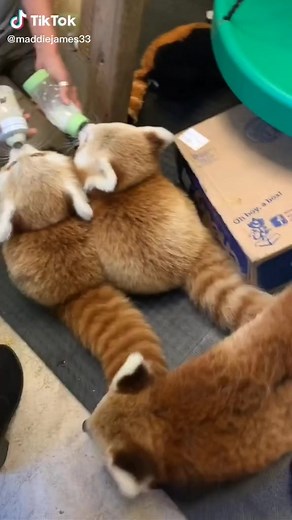 Save the Red Panda sur TikTok