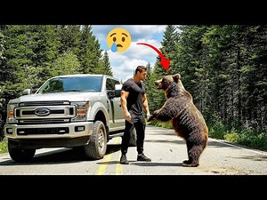 Mother Bear Stops a Car to Save Her Trapped Cub | Wildlife Rescue