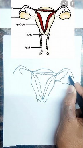 Female Reproductive System Diagram