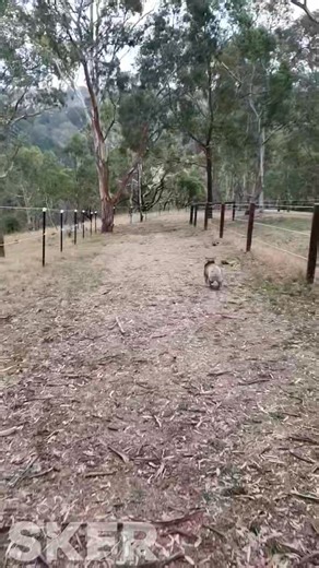 As the weather heats up 🌡, so does the risk of bushfires 🔥. In the past week we have had 2 big nearby fires that thankfully were controlled quickly by our amazing SA Country Fire Service 🙏. Please be vigilant and report any smoke you see 👀 or smell 👃 by dialling 000. Here's a flashback to our beautiful bushfire survivor- Clare from the 2020 Clarendon fire. After months 🗓 in care this girl was able to return back to an unburned part of her home range.🏡 . | Southern Koala and Echidna Rescue